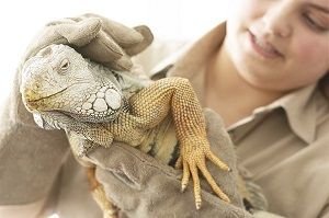 Animali esotici e coniglietti: adottare un animale abbandonato